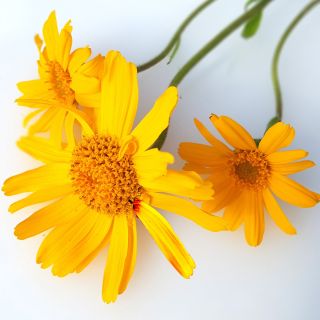 Extract de Arnica Montana